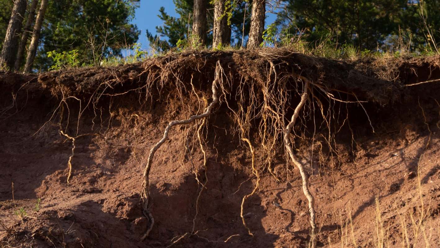 Master's student Anne Sawl was studying the rare Florida scrub millipede when she spotted a baby specimen previously unaccounted for.