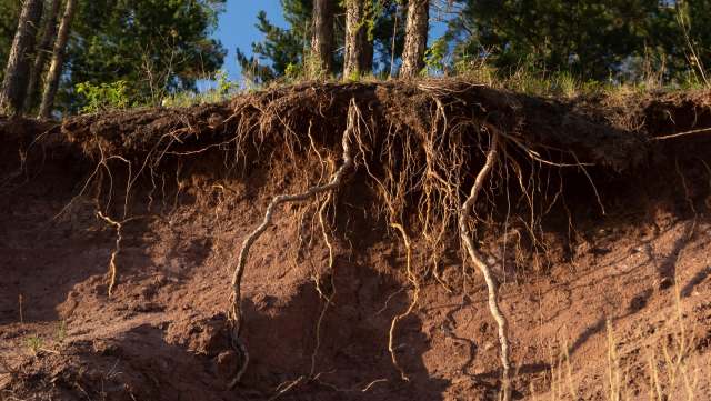 Master's student Anne Sawl was studying the rare Florida scrub millipede when she spotted a baby specimen previously unaccounted for.