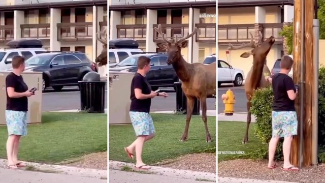 A video of a Grand Canyon tourist attempting to feed a large elk went viral for all the wrong reasons.