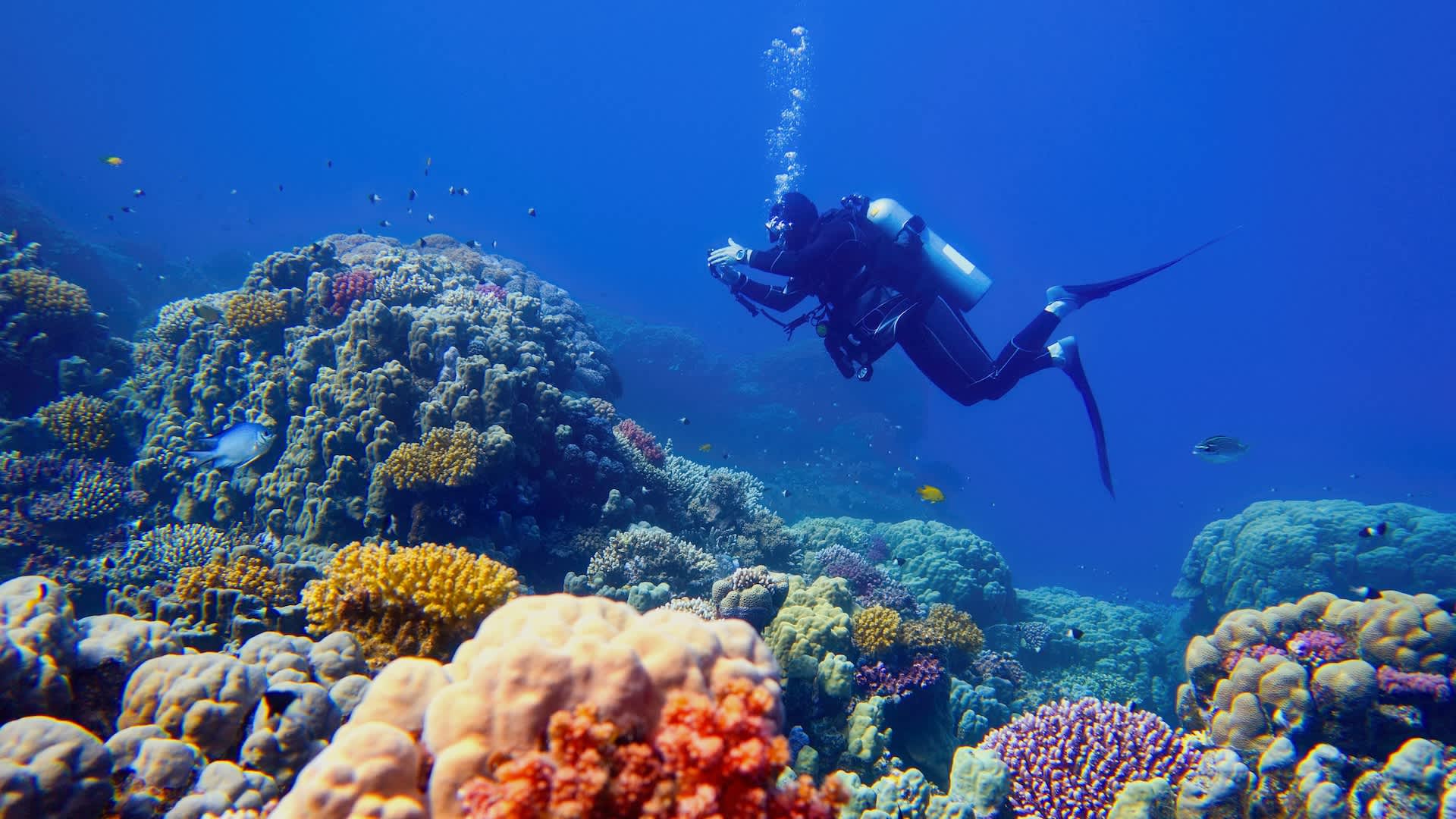 Scientists launch first-of-its-kind project along Great Barrier Reef: 'If we can do better, why wouldn't we?'