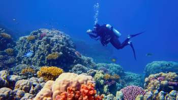 Australian researchers are taking bold action to help the Great Barrier Reef recover from coral bleaching.