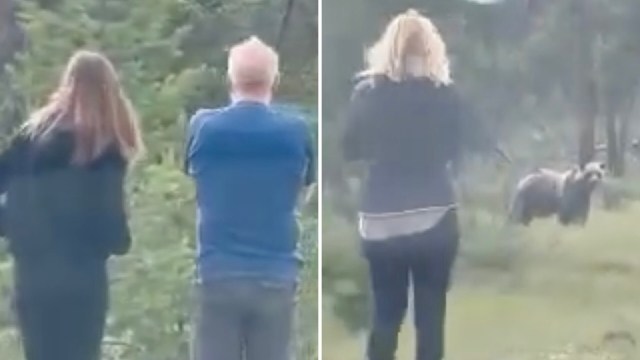 A shocking video shared on Instagram shows a group of tourists getting way too close to a mother grizzly bear and her cub.