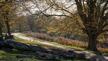 The city of Richmond is trying to manage the invasive Himalayan blackberry to protect resident plants and animals.