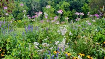 Pennsylvania residents can get free native plants and trees by participating in the state's "Invasive Replace-ive" program.