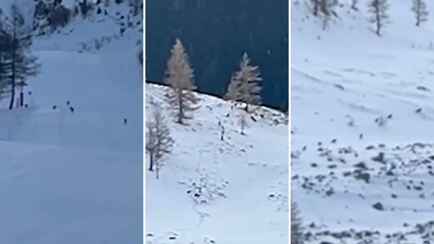 A hiker captured an unprecedented moment at France's Isola 2000 ski resort: a massive pack of wolves calmly walking across a groomed ski slope.