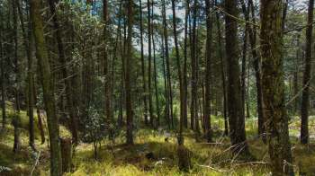 The nonprofit Lowcountry Land Trust announced it obtained 266 acres in Dorchester County, South Carolina.