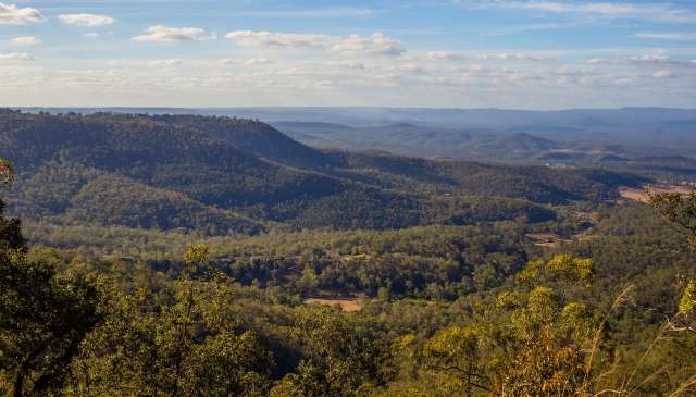 Leo the rescue dog was once homeless. Now, he's helping to track koalas in central Queensland.