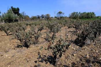 A winery in Australia lost 300 acres of vines due to the Longwood bushfire in Victoria.