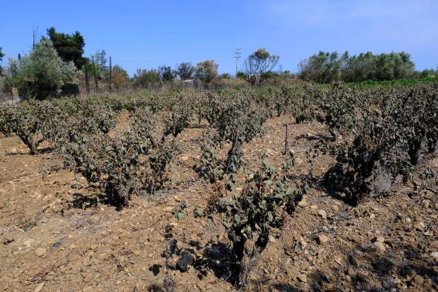 A winery in Australia lost 300 acres of vines due to the Longwood bushfire in Victoria.