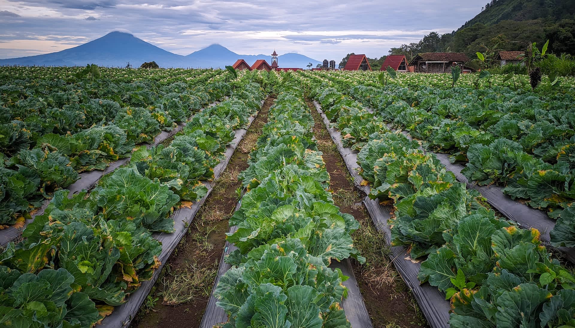 Farmers devastated after extreme weather event decimates key crops: 'One of the worst natural occurrences'