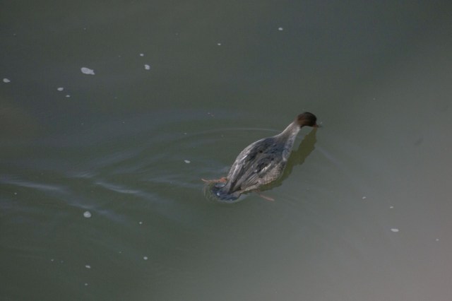An endangered Chinese merganser bird made its first-ever appearance at a location in China, stunning experts and bird aficionados alike.