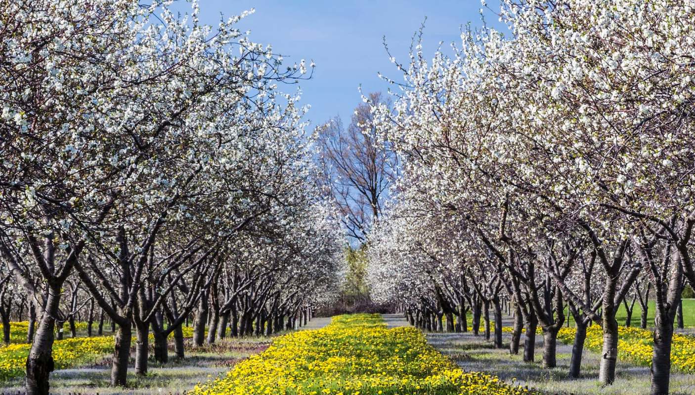 The Michigan Department of Agriculture & Rural Development may restrict or entirely prohibit a handful of invasive plant species.