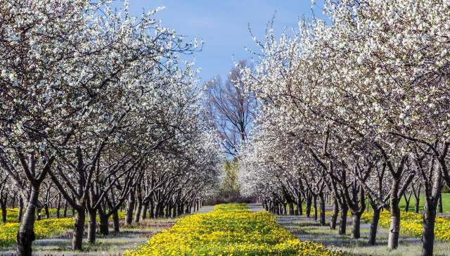 The Michigan Department of Agriculture & Rural Development may restrict or entirely prohibit a handful of invasive plant species.