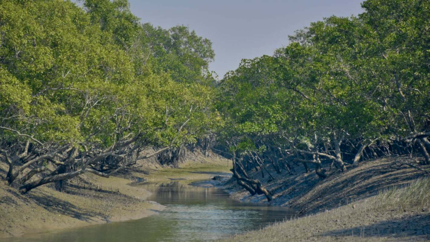 Around 45,000 mangrove trees along Mumbai's western coast will be impacted by the construction of an arterial road.