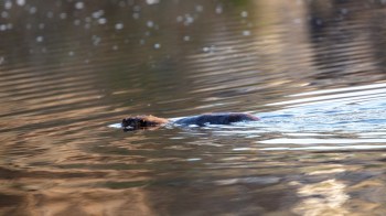 One jogger got an up-close look at a pair of river otters swimming in a California park, a rare sighting that excited local nature fans.