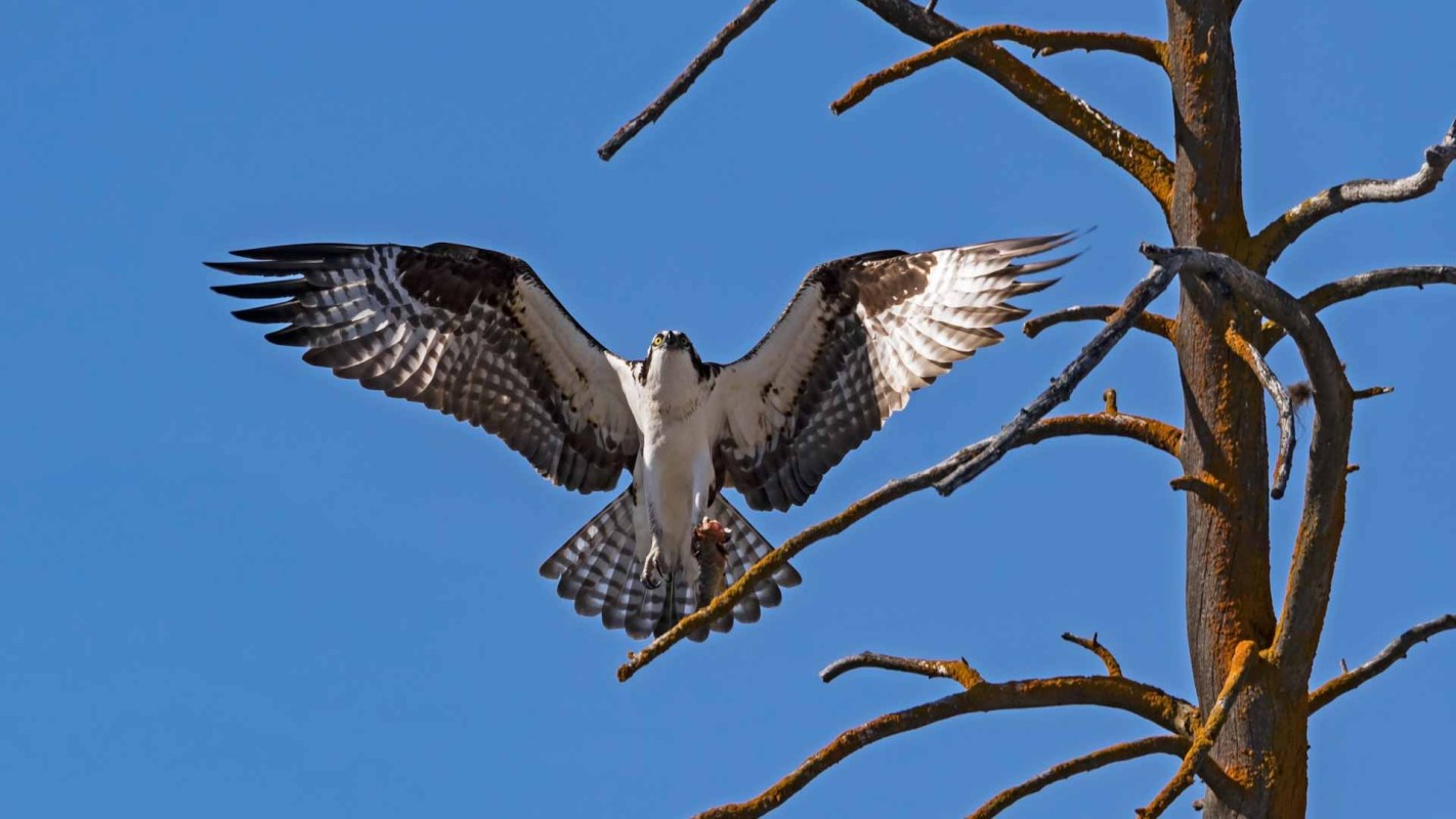 A Yellowstone National Park visitor was cited by a ranger after flying a drone near nesting ospreys, and photos of the encounter are now circulating online.