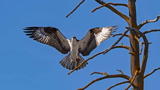 A Yellowstone National Park visitor was cited by a ranger after flying a drone near nesting ospreys, and photos of the encounter are now circulating online.