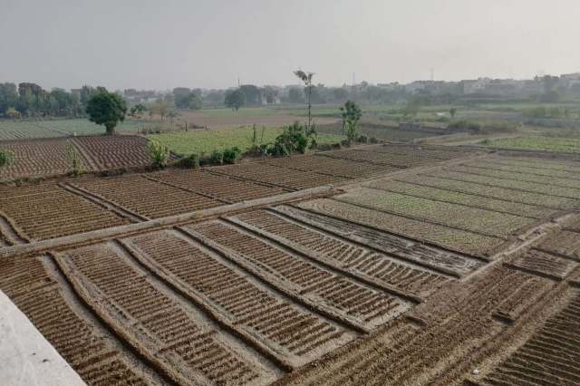 Tomato farmers in Pakistan are reeling after a frost ruined about 65% of their crop.