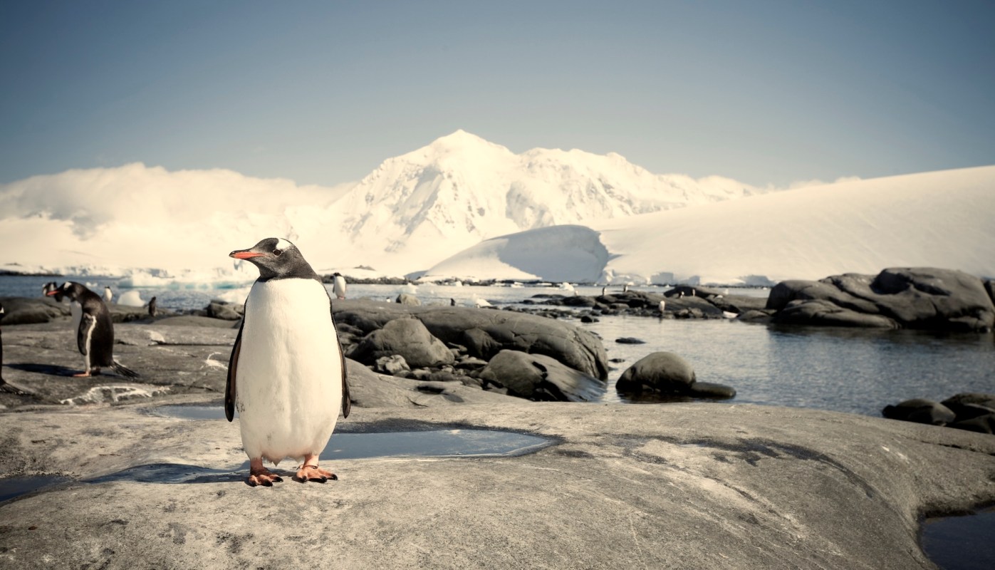 Researchers recently discovered that the breeding season for certain penguin species has moved up due to warming temperatures.