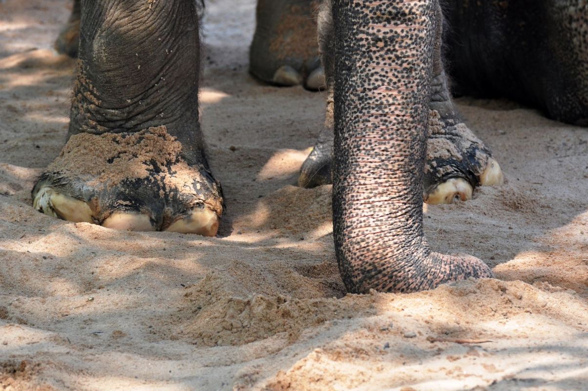 An award-winning photo of a Sri Lankan elephant in a landfill highlights the issue of elephants consuming plastic waste.