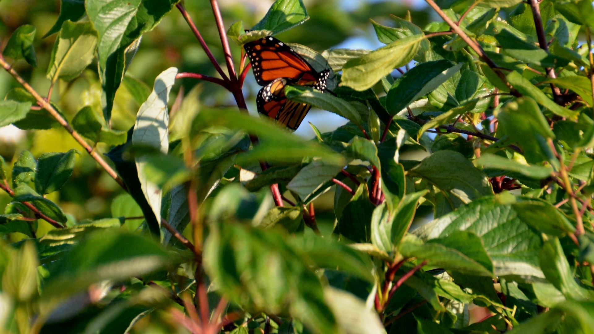 Researchers issue warning after discovering concerning threat to beloved creatures: 'A wakeup call'