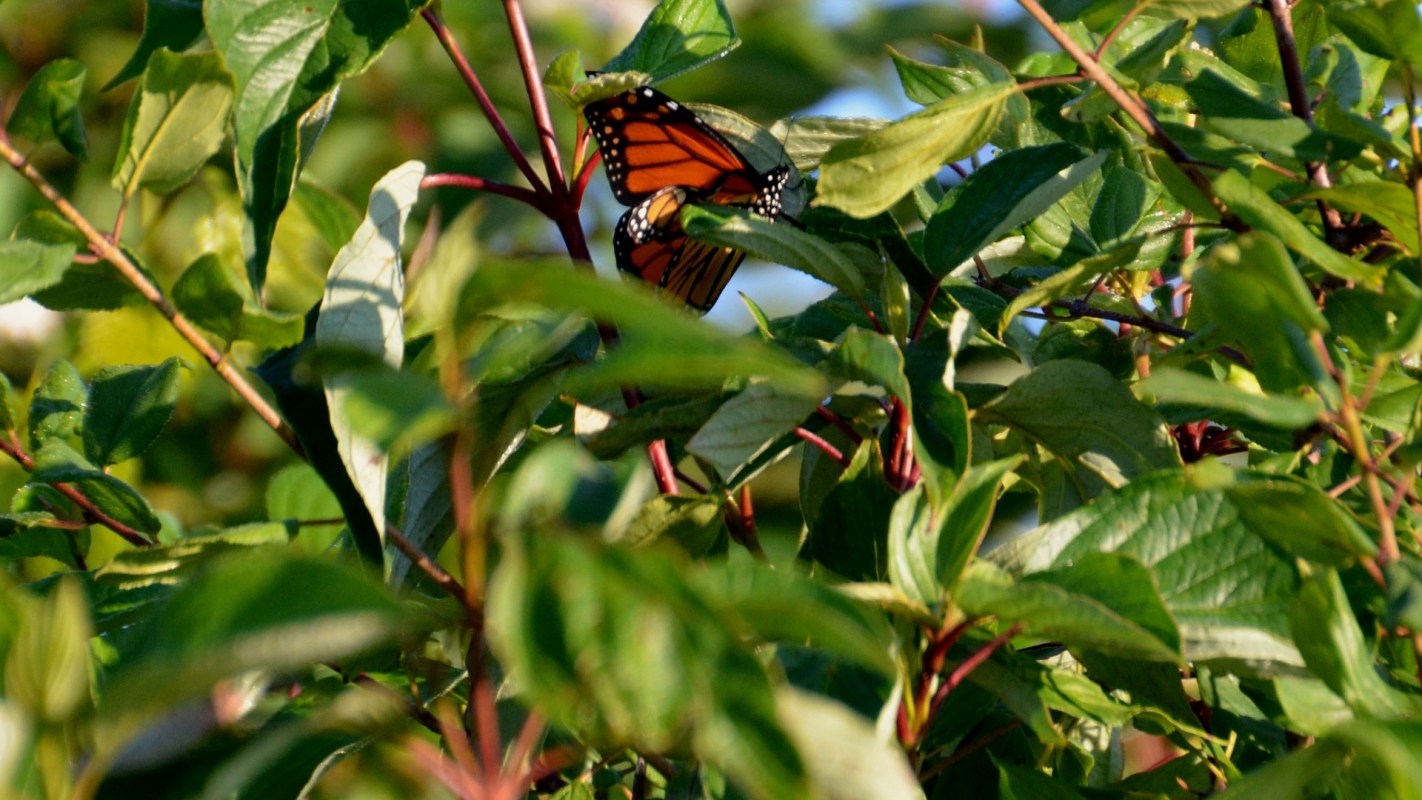 Threatened by herbicide use, habitat loss, and warmer temperatures, monarch butterflies face a wide range of threats.
