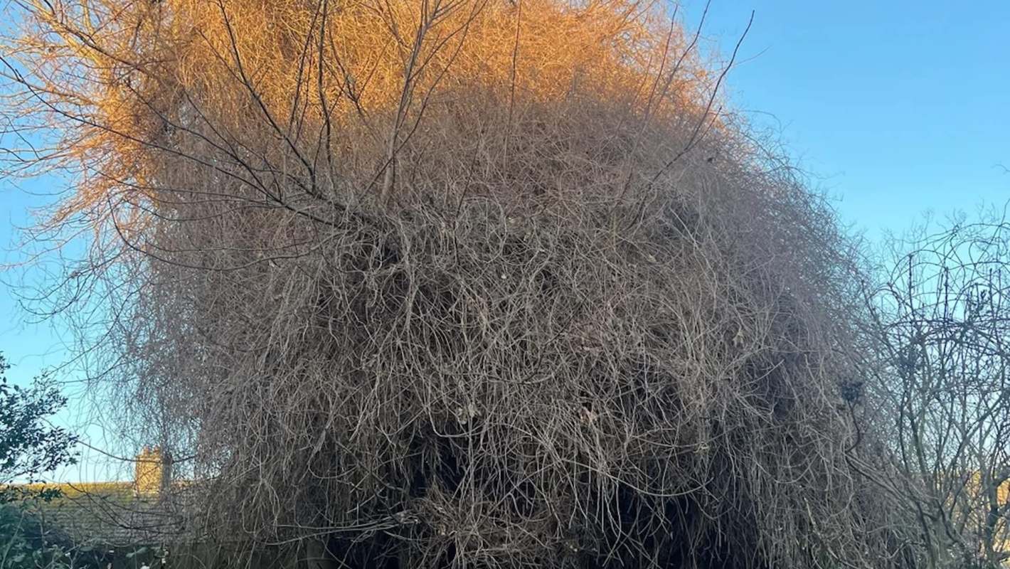 Russian vine, also known as mile-a-minute, has earned its name for a good reason. This plant is highly invasive and able to spread rapidly when left unchecked.