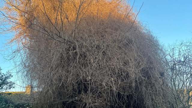 Russian vine, also known as mile-a-minute, has earned its name for a good reason. This plant is highly invasive and able to spread rapidly when left unchecked.