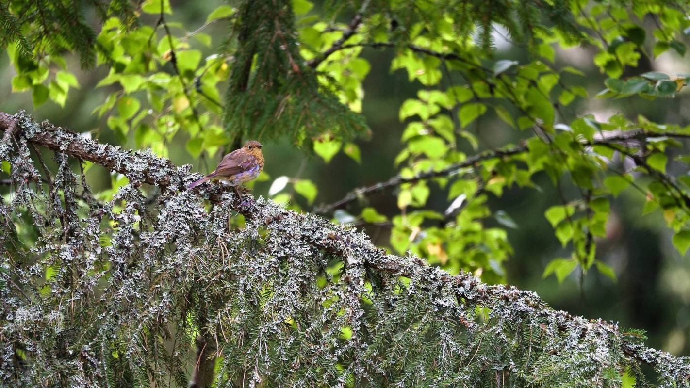 Experts have found that invasive species have reduced native insect populations by an average of 31% and reduced the number of insect species by 21%.