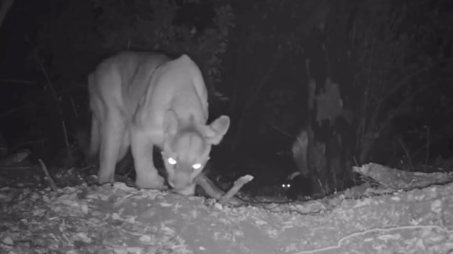 Robert Martinez's incredible footage shows a fearless skunk standing up to a mountain lion in California's Angeles National Forest.