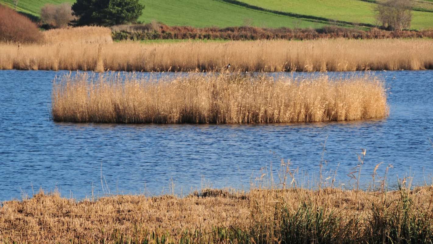 More than 700 fish died at the largest freshwater lake on Jersey, an island in the English Channel, due to a combination of climate change and agricultural pollution.