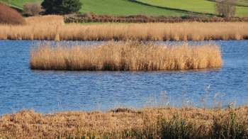 More than 700 fish died at the largest freshwater lake on Jersey, an island in the English Channel, due to a combination of climate change and agricultural pollution.