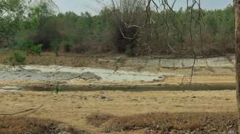 A recent sighting of a Sumatran tiger in Riau, Indonesia prompted surprise and excitement from both the public and officials, with video of the feline quickly appearing online.