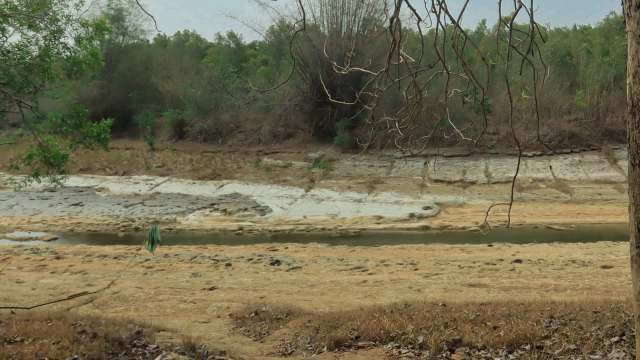 A recent sighting of a Sumatran tiger in Riau, Indonesia prompted surprise and excitement from both the public and officials, with video of the feline quickly appearing online.