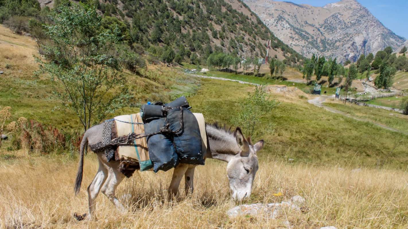 An unusually warm winter in Tajikistan has worried farmers. With average January temperatures 1-2 degrees Celsius above normal and late-winter cold spells predicted, agriculturists in the Central Asian nation are on alert.