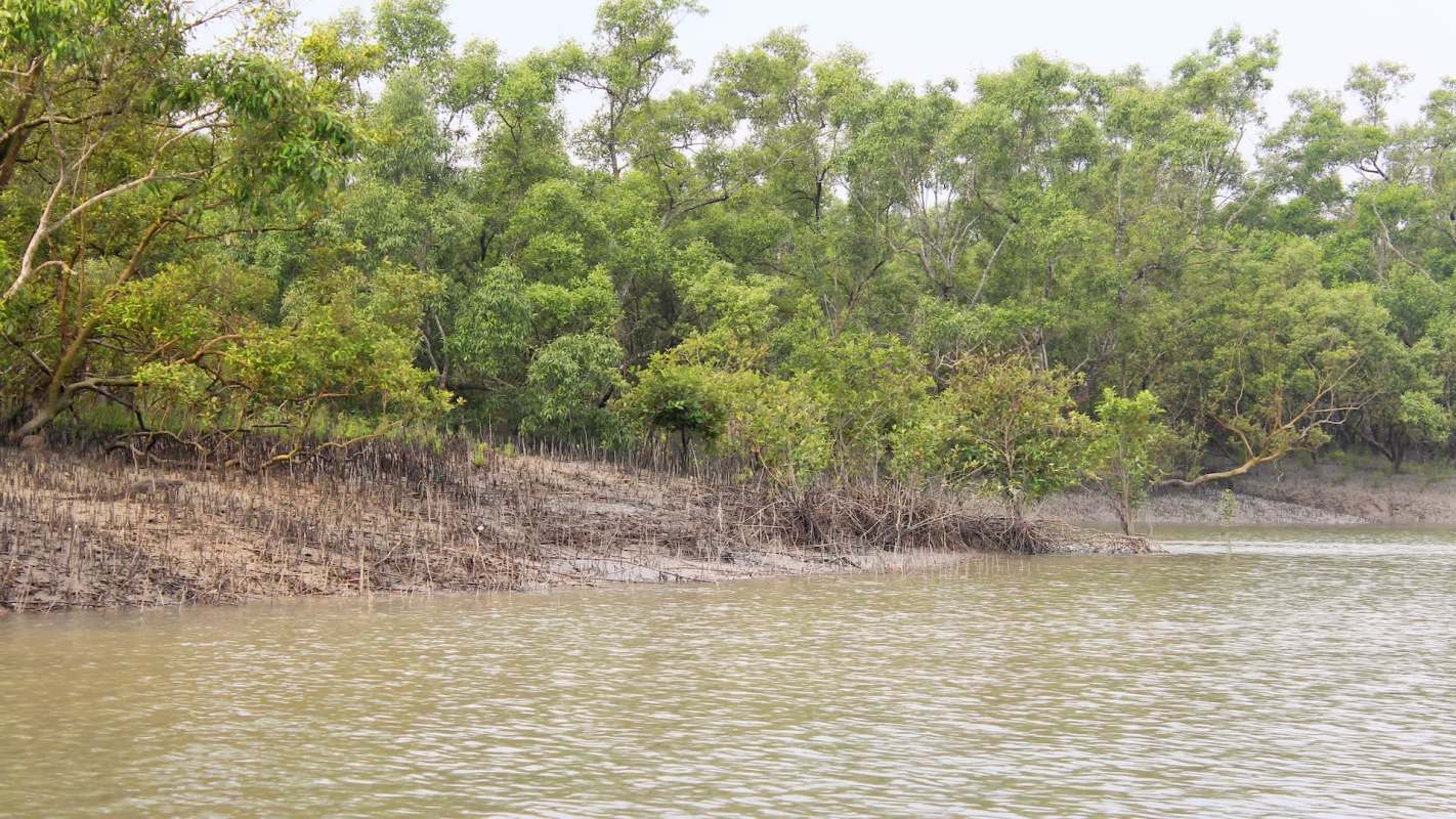 The Thoothukudi Forest Department in India has restored more than 285 acres of mangrove habitat along Tamil Nadu's coastline.