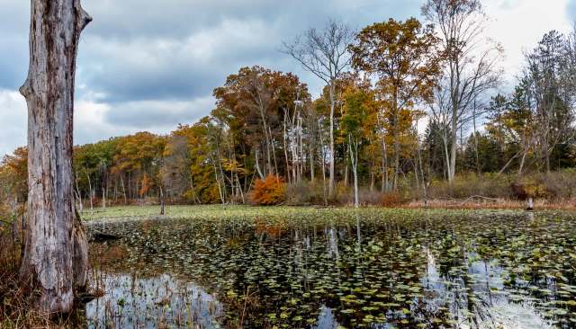 After years of investment and restoration work, experts are celebrating the return of the threatened Topeka shiner fish in Iowa.