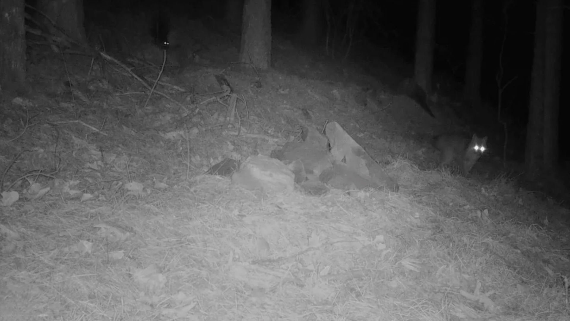 Trail camera captures 'cryptic' species spotted deep in national forest: 'We used … a sweet lure"