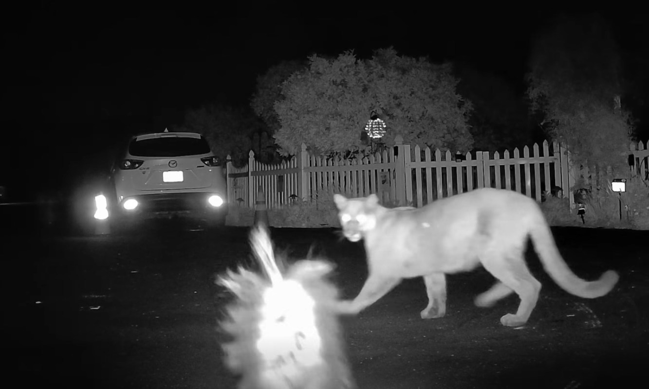 Footage from an Ojai, California, neighborhood shows a skunk boldly chasing a mountain lion down the street one morning.
