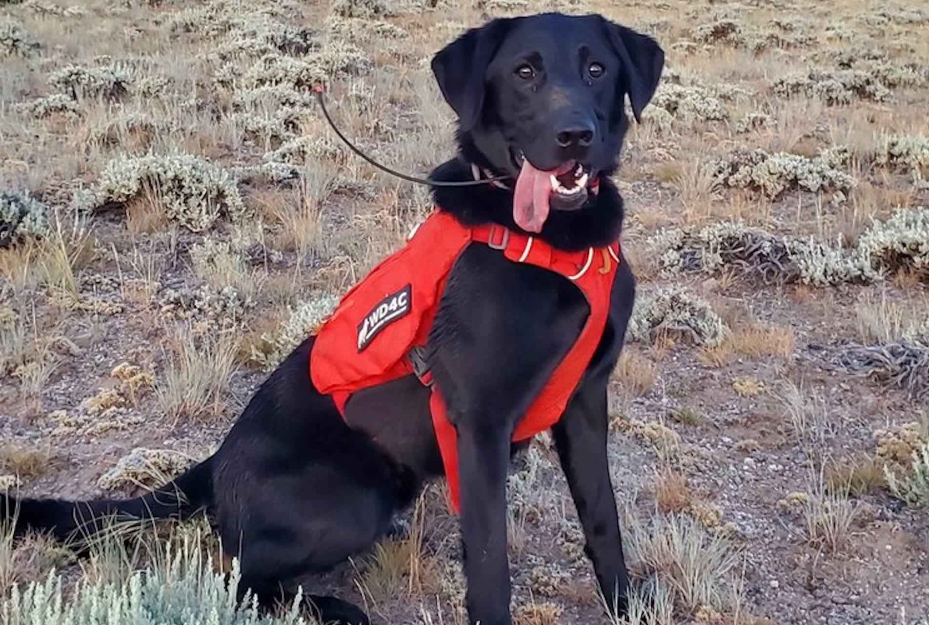 Hero dogs carry out crucial mission in US region: 'The impact these dogs make every day is incredible'
