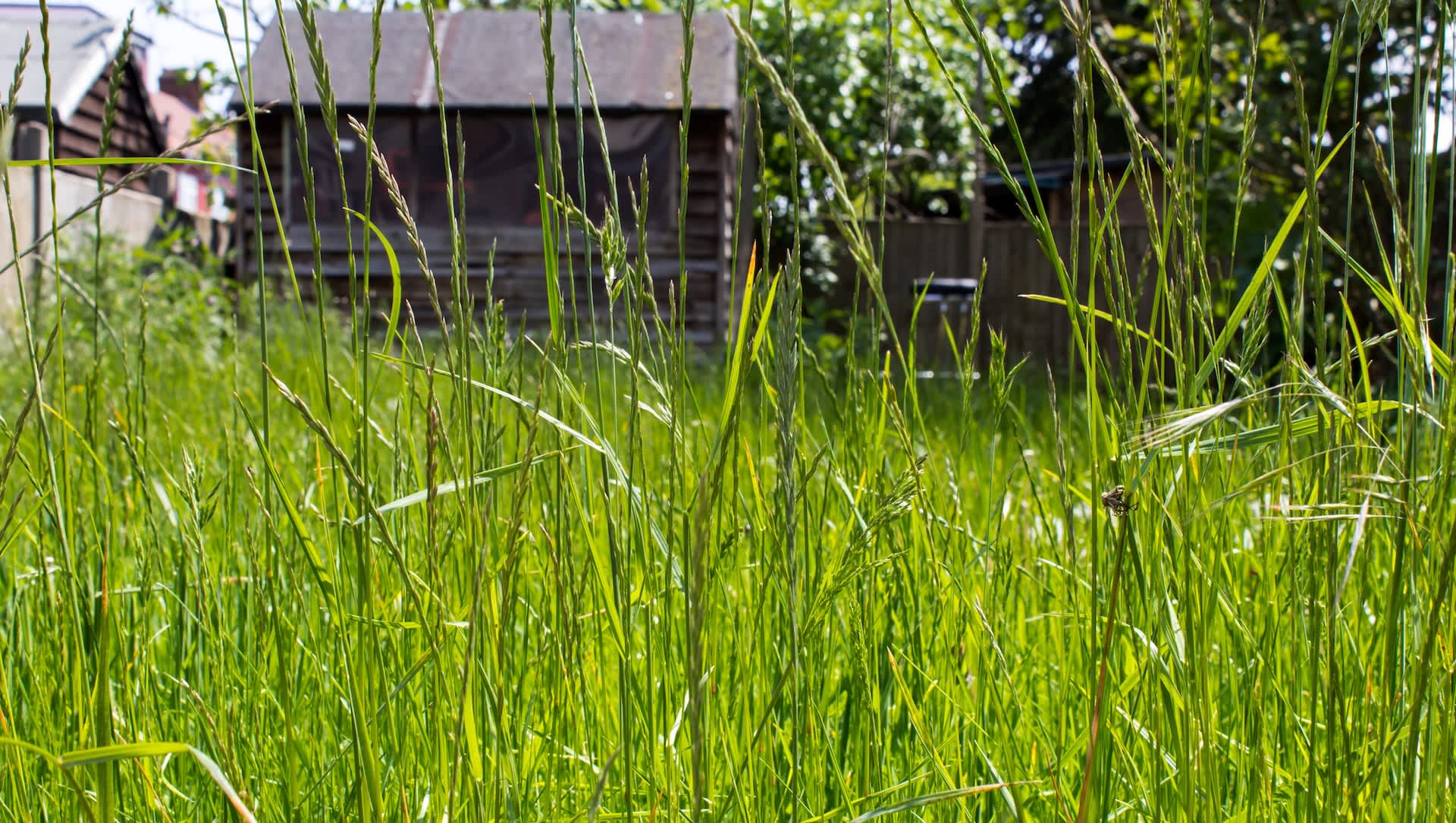 Homeowner sounds off after winning World's Ugliest Lawn award: 'I've never watered it'