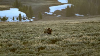 One Instagram user shared a video of several tourists watching a grizzly bear at an unsafe distance in Yellowstone.