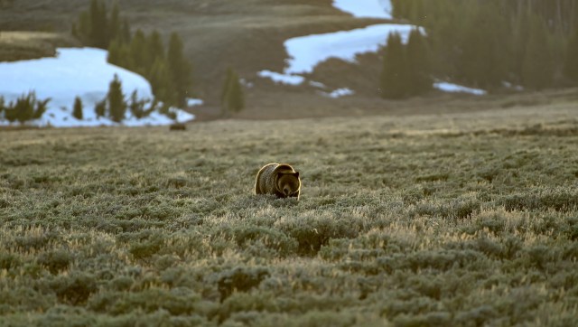 One Instagram user shared a video of several tourists watching a grizzly bear at an unsafe distance in Yellowstone.