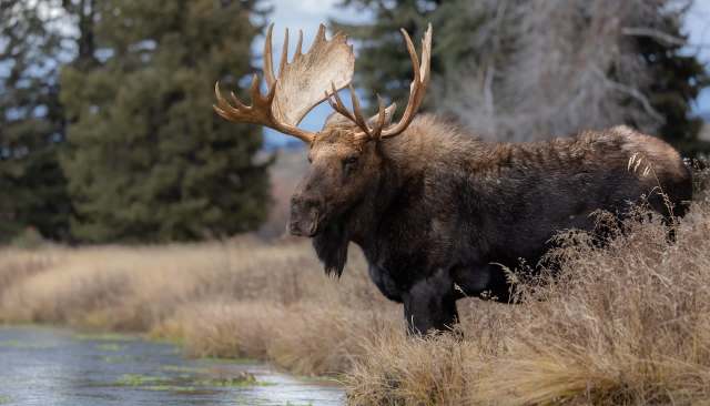 One visitor shared photos of several people at Yellowstone National Park approaching a young bull moose for a close-up.