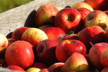 An analysis in Europe revealed that 85% of apples contained multiple pesticide residues, posing a significant health risk.