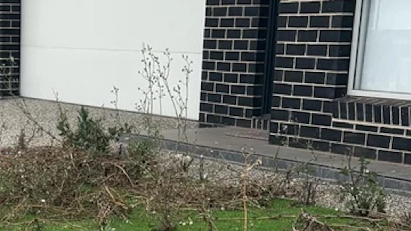 An artificial lawn may look the same as a monoculture grass lawn from a distance, but it's far more dangerous for humans.