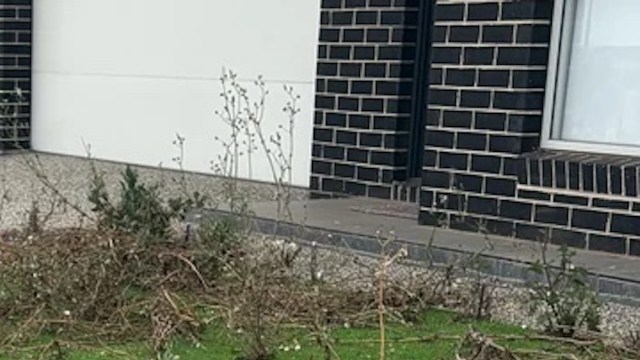 An artificial lawn may look the same as a monoculture grass lawn from a distance, but it's far more dangerous for humans.