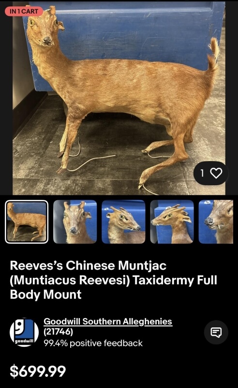 One Redditor was shocked to find a taxidermied Chinese deer listed for $700 by Goodwill.