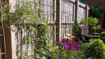 One gardener showed how much more elevated your small outdoor space can look by transforming it into a native garden.