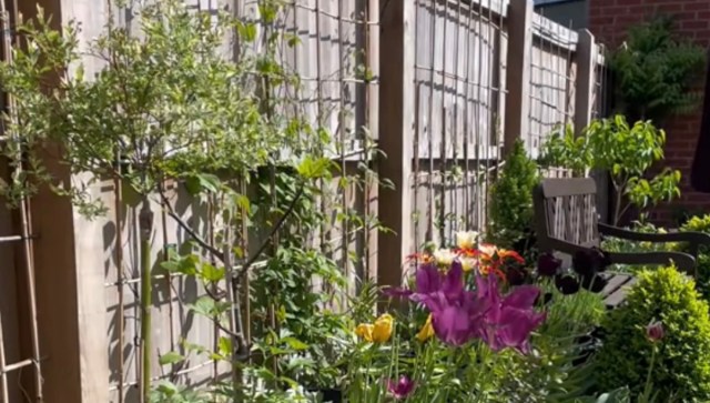 One gardener showed how much more elevated your small outdoor space can look by transforming it into a native garden.
